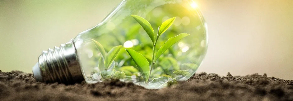 Glühbirne mit Pflanze in Erde